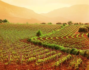 smartmarketing-agroalimentare2